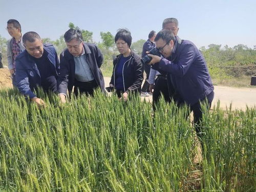 喬日紅調研指導絳縣小麥凍害，推進農業技術推廣助力生產