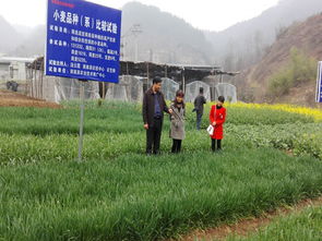 商南縣農(nóng)業(yè)技術(shù)推廣中心開(kāi)展病蟲防治，助力農(nóng)業(yè)技術(shù)推廣工作